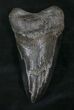 Pathalogical Megalodon Tooth - South Carolina #25604-2